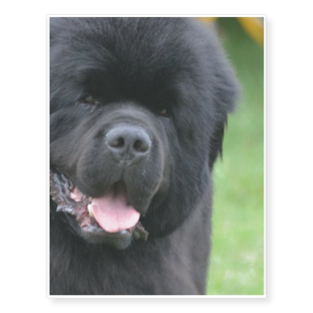 Adorable Newfoundland Temporary Tattoos (Front)