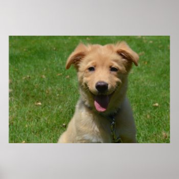 Adorable Nova Scotia Duck Tolling Retriever Puppy Poster by DogPoundGifts at Zazzle