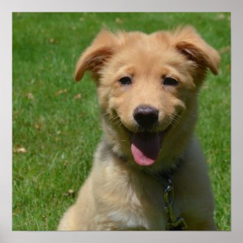 Adorable Nova Scotia Duck Tolling Retriever Puppy Poster by DogPoundGifts at Zazzle