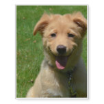 Adorable Nova Scotia Duck Tolling Retriever Puppy Temporary Tattoos