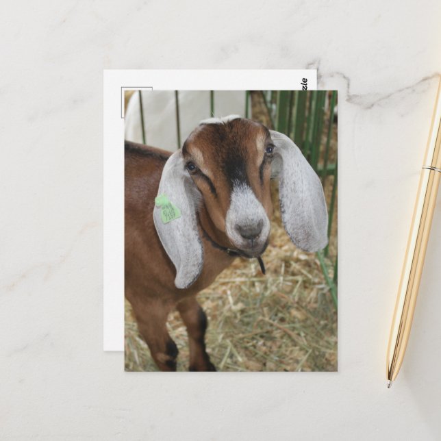 Adorable Nubian Goat at the County Fair Postcard (Front/Back In Situ)