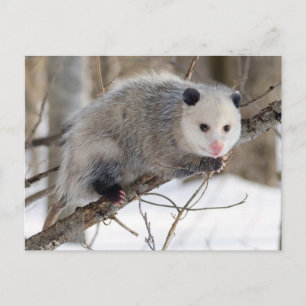 Adorable Oppossum Postcard