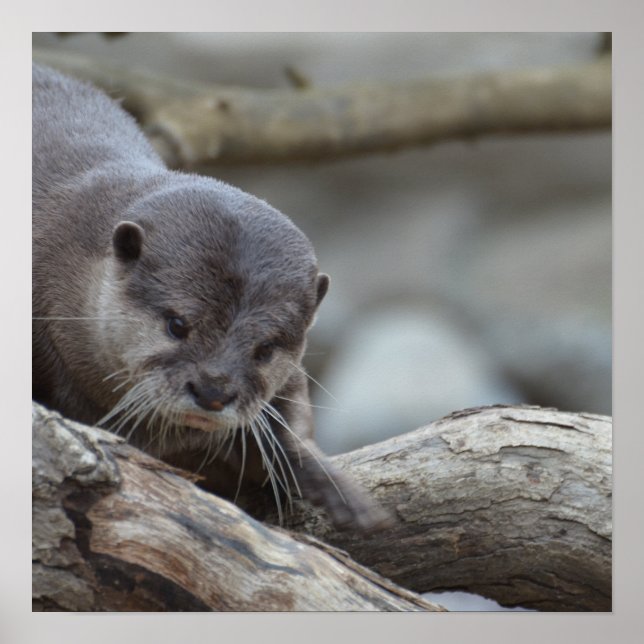 Adorable Otter Poster (Front)