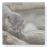 Adorable Otter Stone Coaster