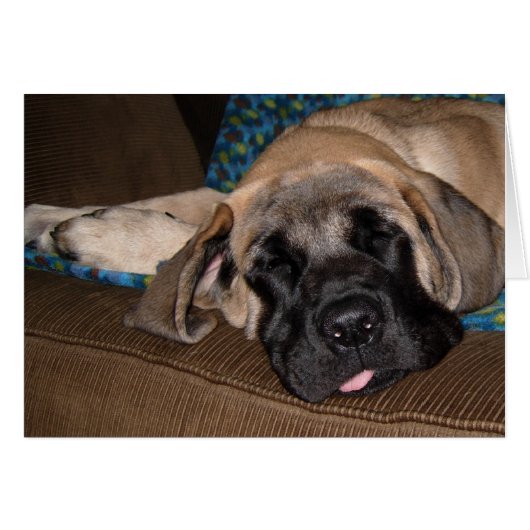 Adorable oversized pup cards (Front Horizontal)