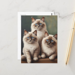 Adorable Pair of Ragdoll Kittens Sweet Cat Postcard