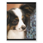 Adorable Papillon Temporary Tattoos