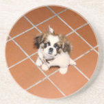 Adorable Peke puppy Coaster<br><div class="desc">Peke puppy coaster</div>