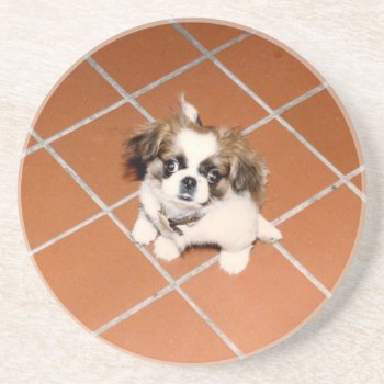 Adorable Peke Puppy Coaster by hueylong at Zazzle