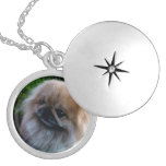 Adorable Pekingese Puppy Locket Necklace