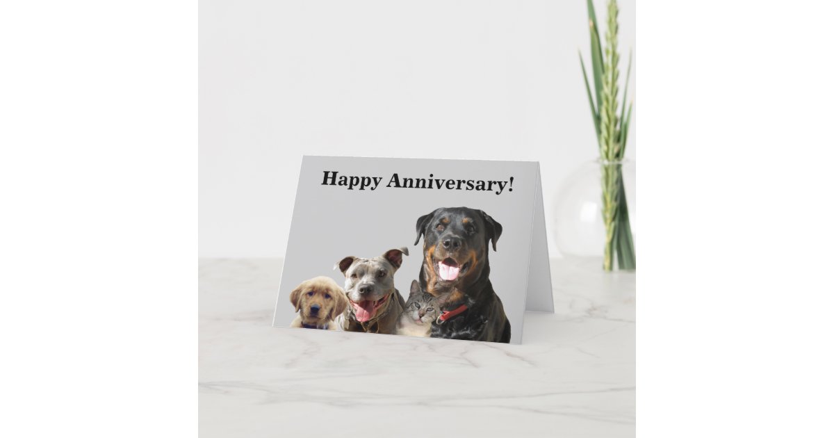 Adorable Pets Anniversary Card | Zazzle
