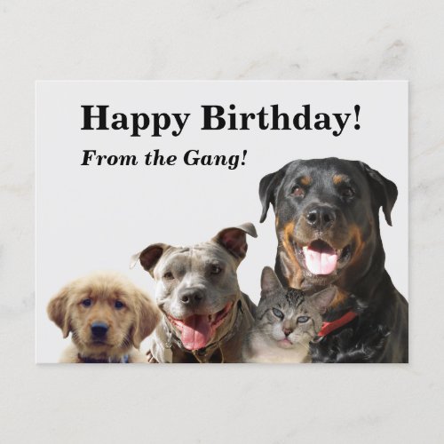Adorable Pets Birthday Postcard