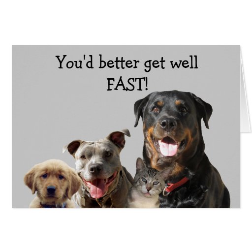 Adorable Pets Get Well Card | Zazzle