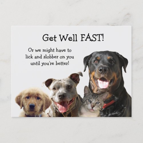 Adorable Pets Get Well Postcard