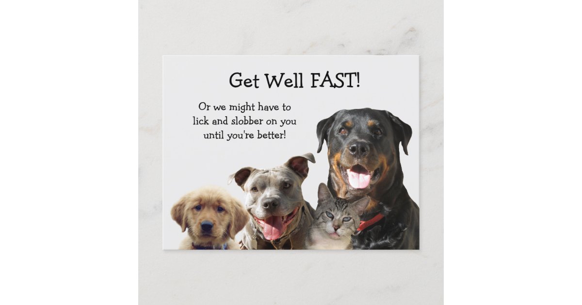 Adorable Pets Get Well Postcard 