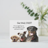 Adorable Pets Get Well Postcard | Zazzle