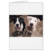 adorable pitbull puppies dogs (Front)