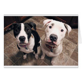 adorable pitbull puppies dogs (Front Horizontal)
