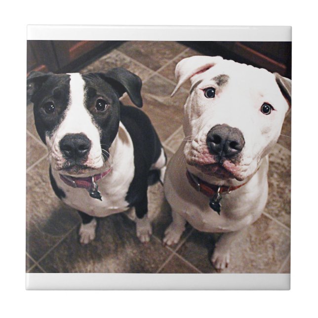 adorable pitbull puppies dogs ceramic tile (Front)