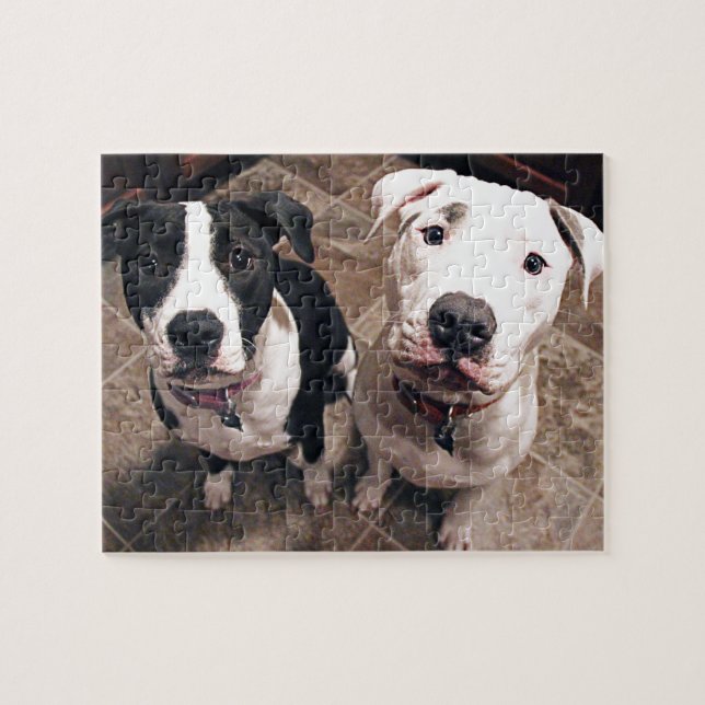 adorable pitbull puppies dogs jigsaw puzzle (Horizontal)