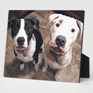 adorable pitbull puppies dogs plaque