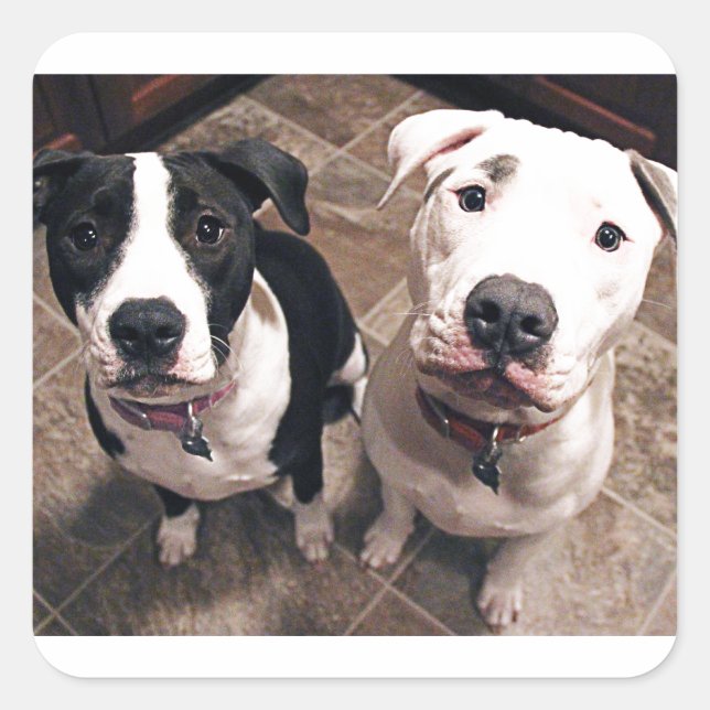 adorable pitbull puppies dogs square sticker (Front)