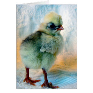Adorable Polish Chick Cards