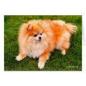 Adorable Pomeranian Dog (Front Horizontal)
