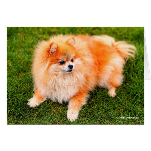 Adorable Pomeranian Dog (Front Horizontal)