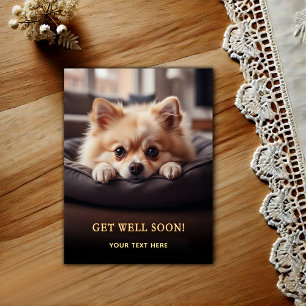Adorable Pomeranian Get Well  Postcard