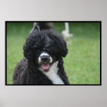 Adorable Portuguese Water Dog Poster