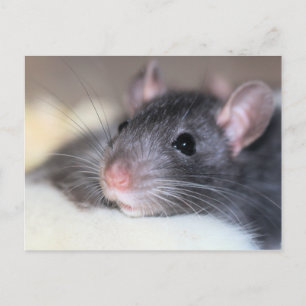 Adorable Postcard