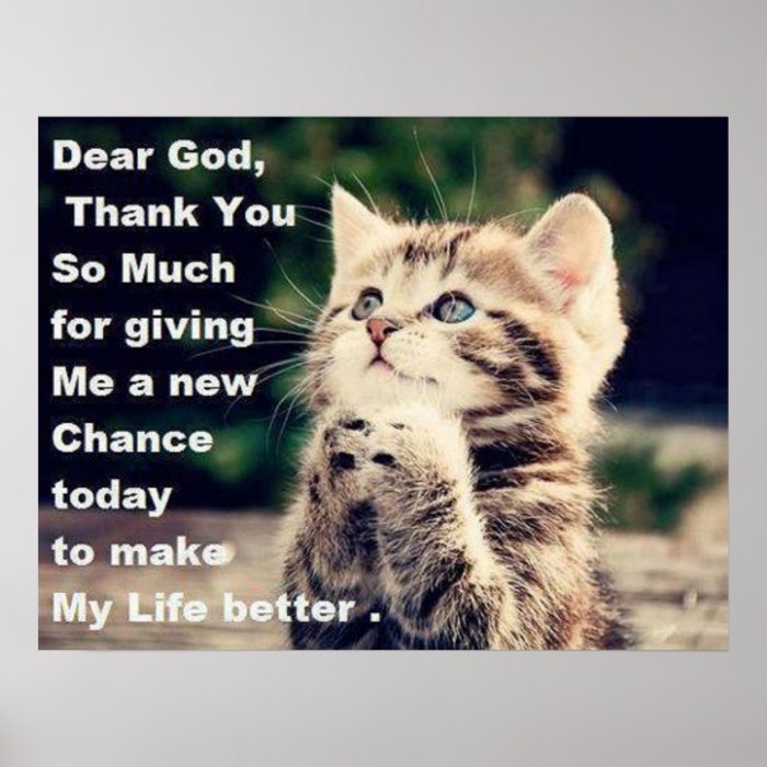 Adorable Praying Kitten Poster