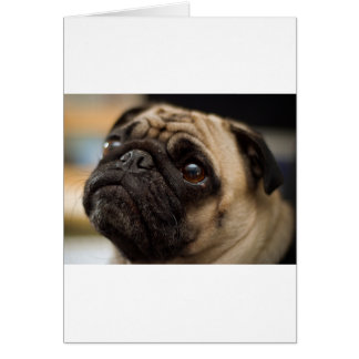 Adorable Pug Cards