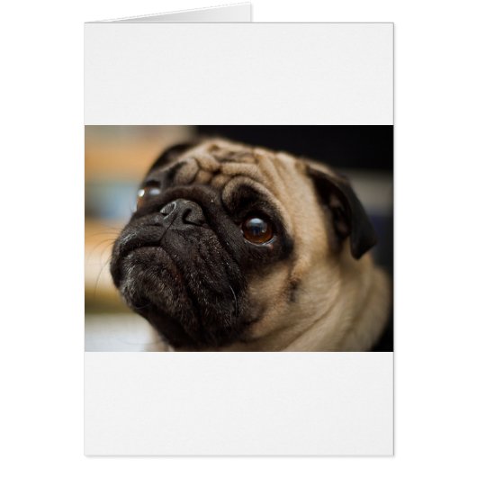 Adorable Pug Cards (Front)