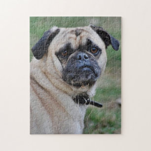 Adorable Pug Photo Puzzle