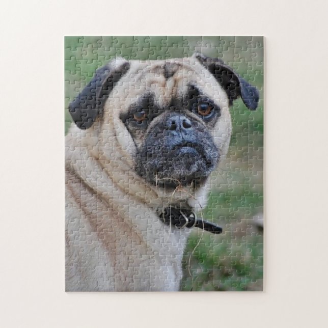 Adorable Pug Photo Puzzle (Vertical)