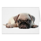 adorable pug puppy (Front Horizontal)