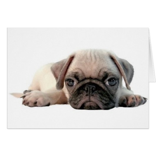 adorable pug puppy cards (Front Horizontal)