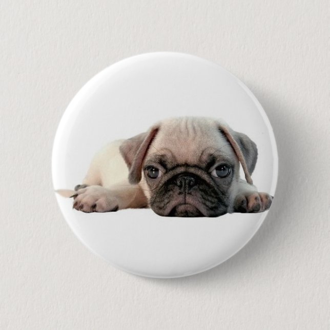 adorable pug puppy pinback button (Front)