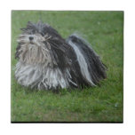 Adorable Puli Dog Ceramic Tile