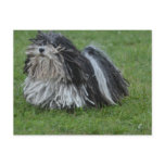 Adorable Puli Dog Postcard