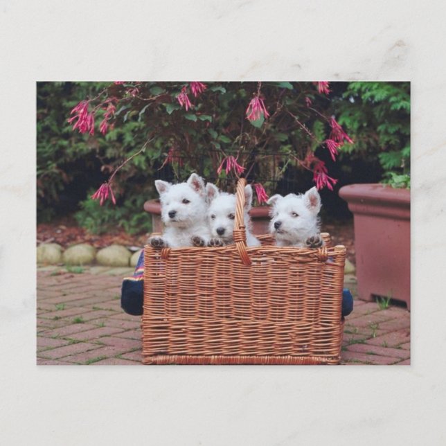 Adorable Puppies Postcard (Front)