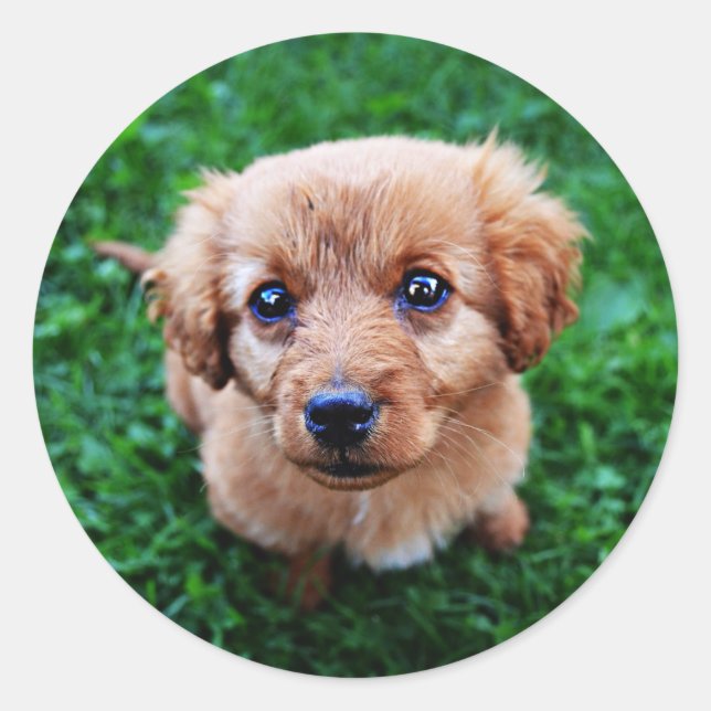 Adorable Puppy Classic Photo Classic Round Sticker (Front)