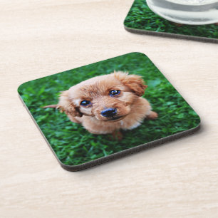Adorable Puppy Photo Beverage Coaster