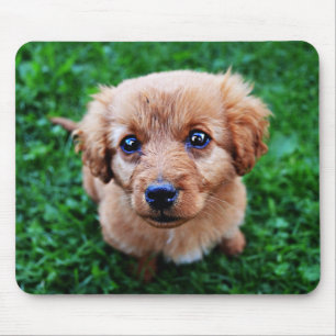 Adorable Puppy Photo Mouse Pad