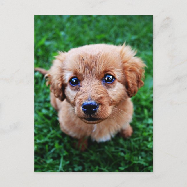 Adorable Puppy Photo Postcard (Front)