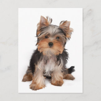 Adorable puppy postcard