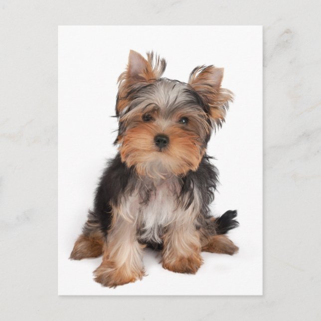 Adorable puppy postcard (Front)