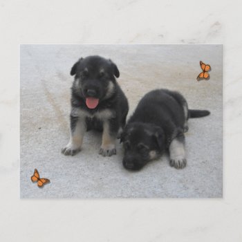 Adorable Puppy Postcard by KELLBELL535 at Zazzle